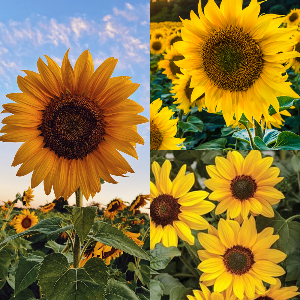 Sunflowers grown in fields