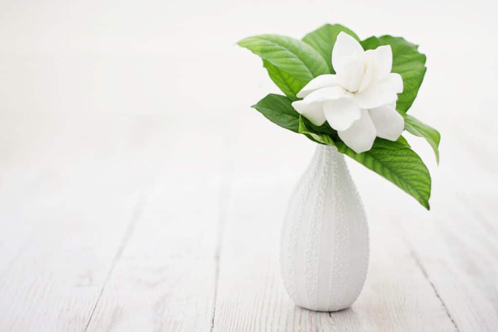 Gardenia flower in a vase as a table decor