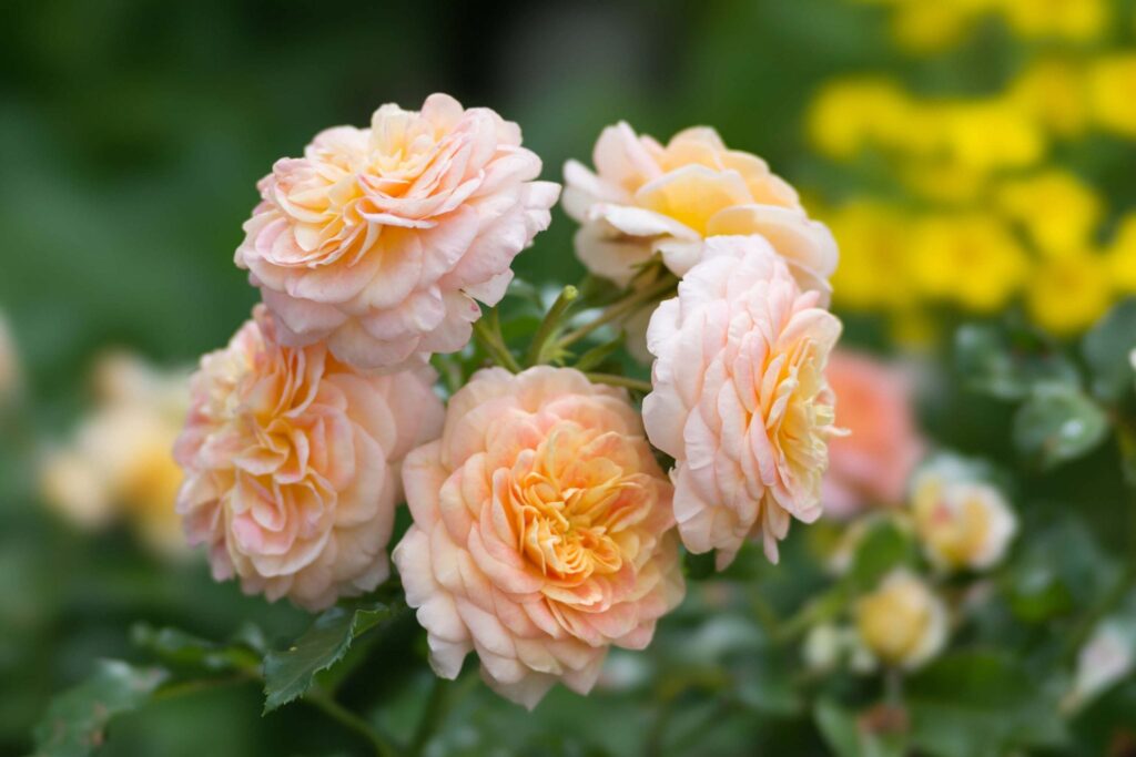 Peach Juliet Roses Close up