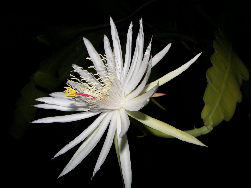 White Kadupul Flower close up in black background