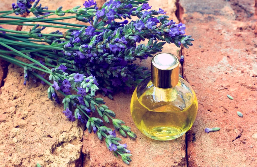 Lavender Perfume with Lavender Plant