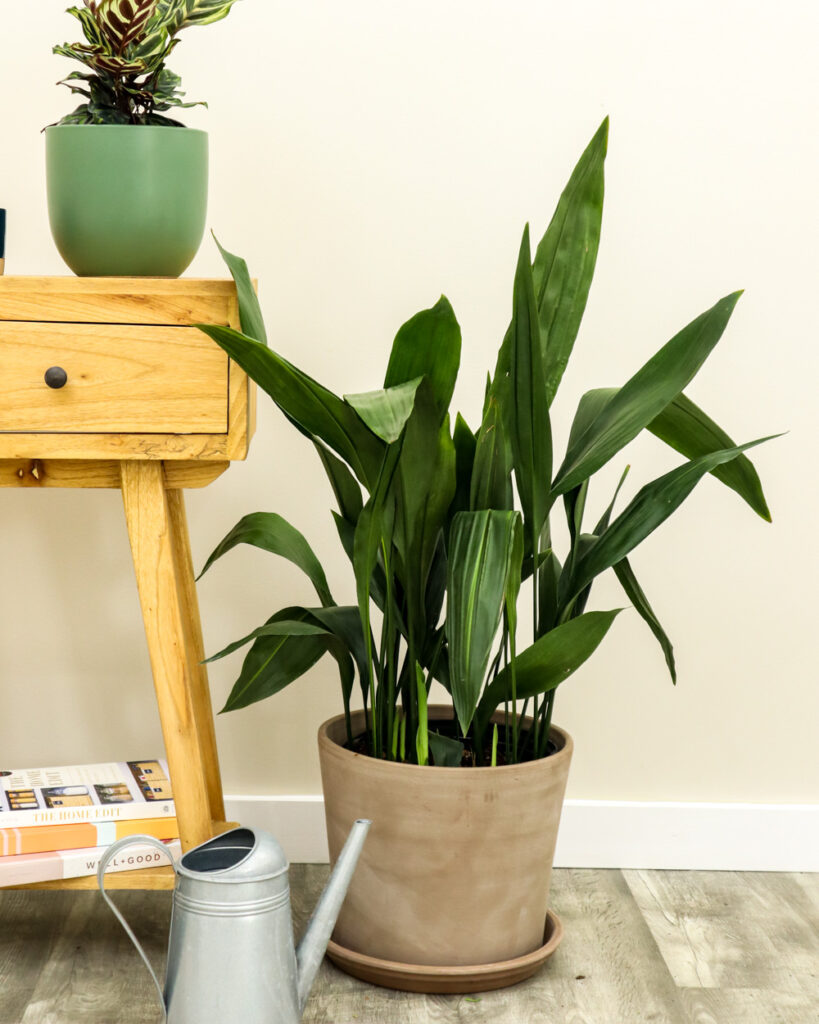 Cast Iron Plant in a pot are the Indoor Plants for Beginners