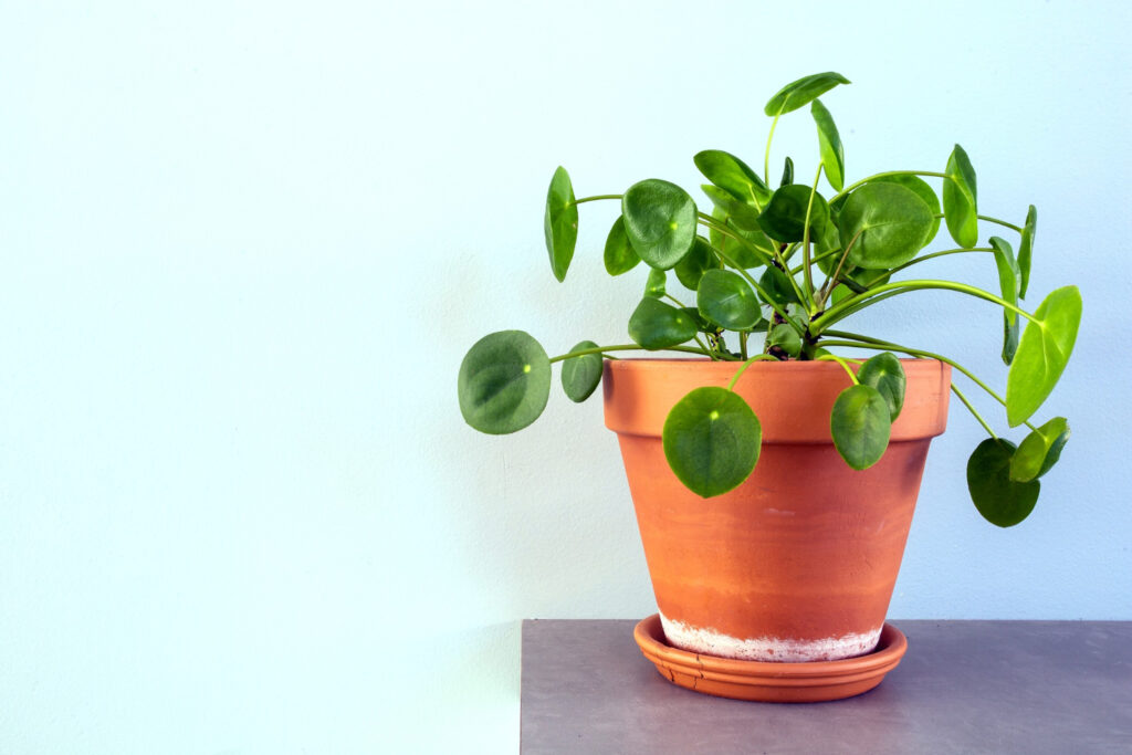 Chinese Money Plant in brown pot in blue background