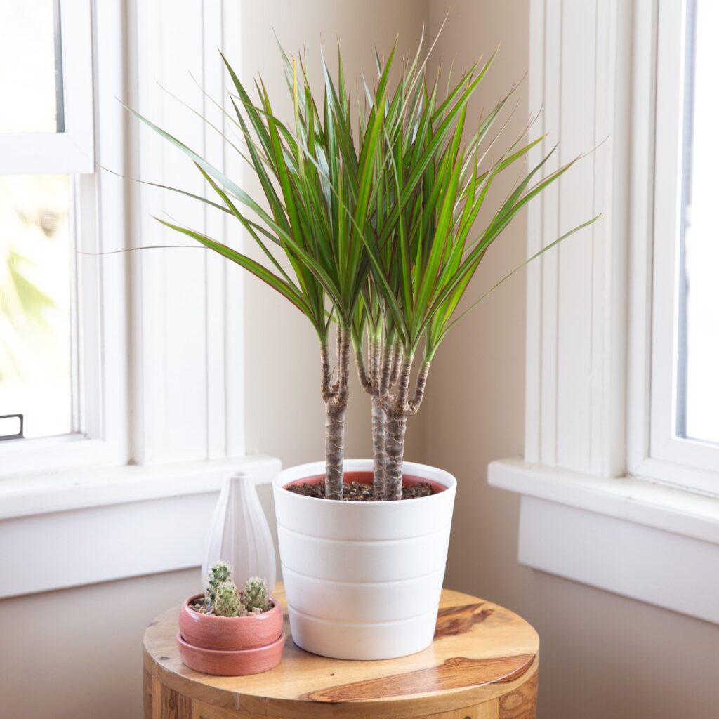 Madagascar Dragon Plant in white pot is the Indoor Plants for Beginners