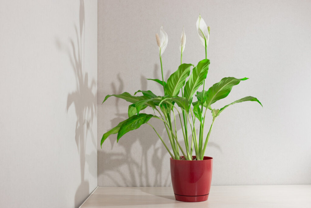Peace Lily Plant in a pot is the best indoor Plants for Beginners