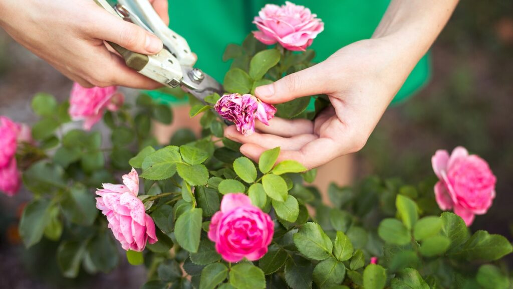 cutting dead rose from a rose plant