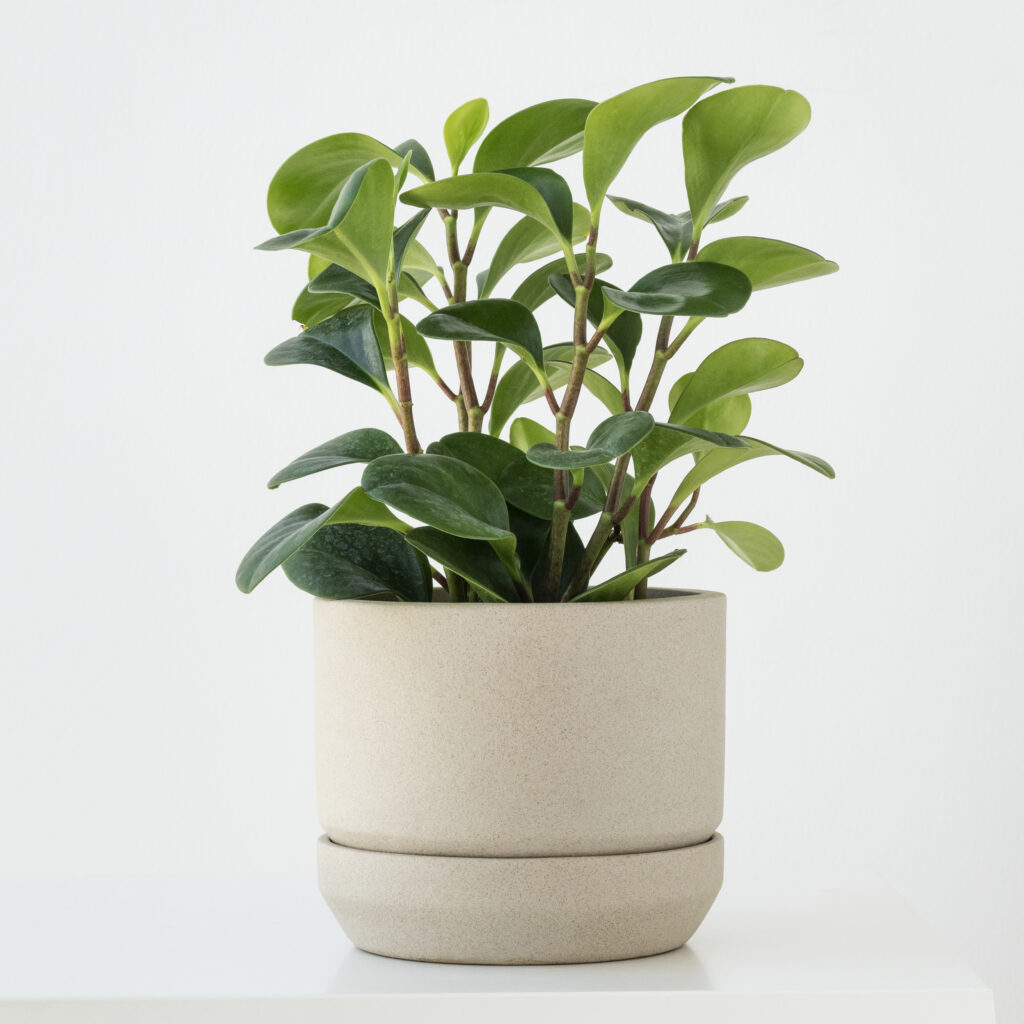ZZ plant in a pot in white background is the best Indoor Plants for Beginners