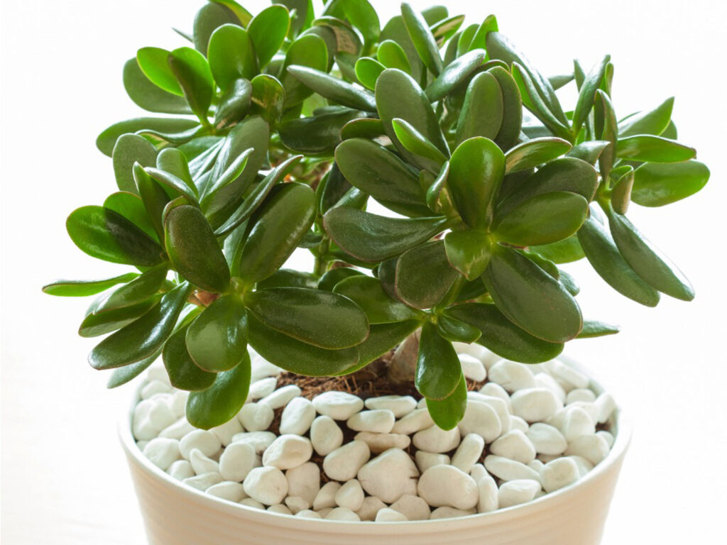 Jade plant white white stones in a pot
