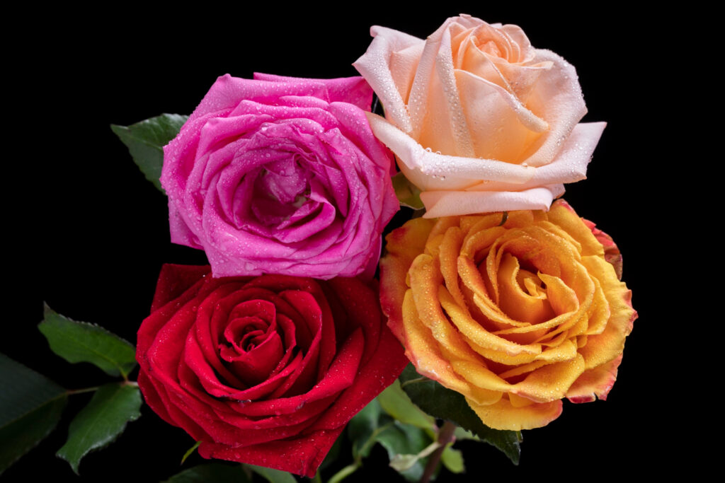 Colourful Roses Close ups