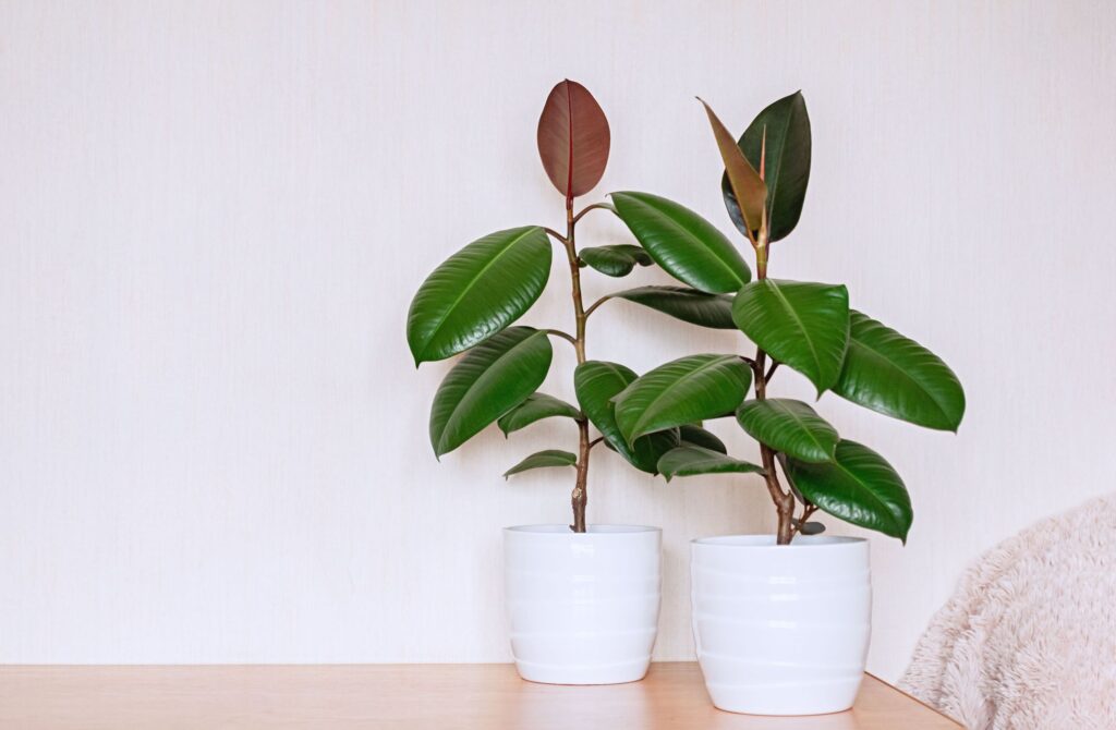 rubber plant in a white pot on a table