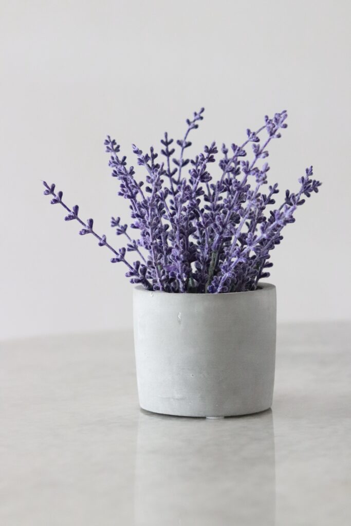 Aromatic Lavender