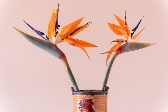 Orange Birds of paradise flowers are one of the most exotic and best flowers for men