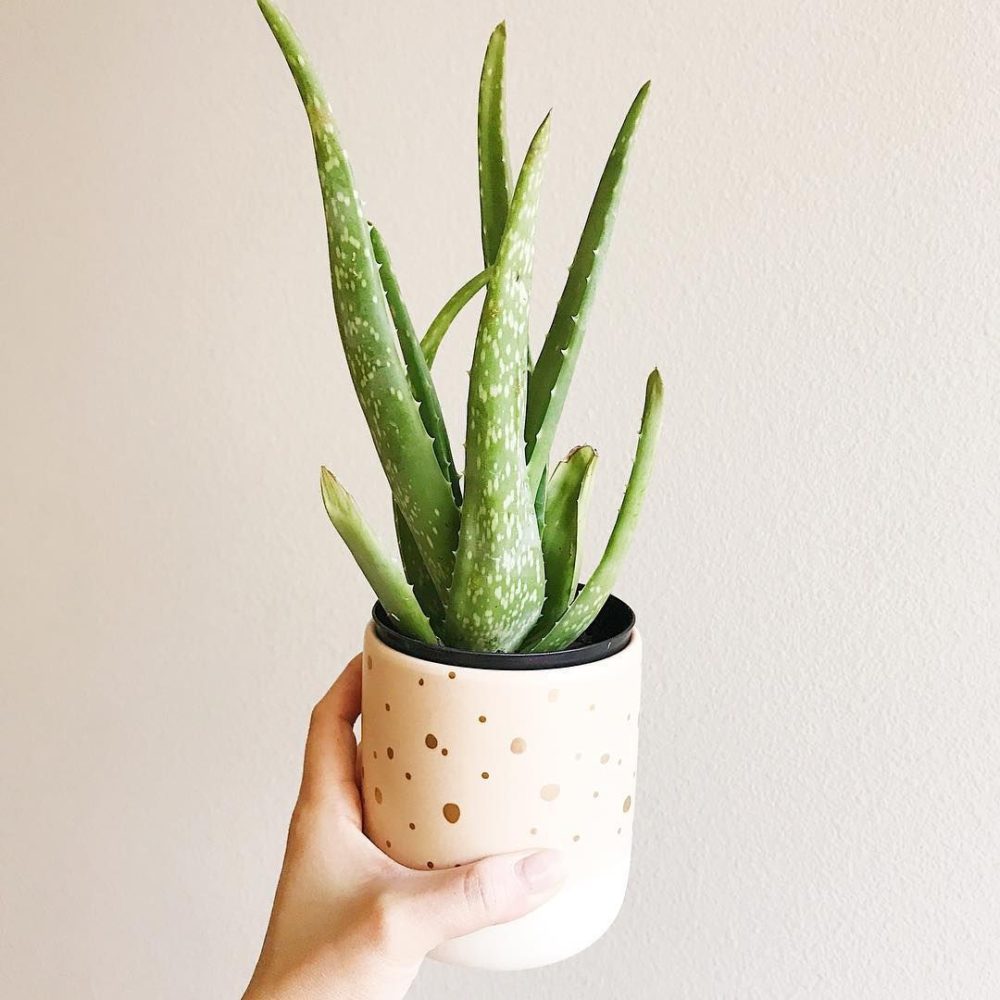 Aloe Vera Plant in a pot close up