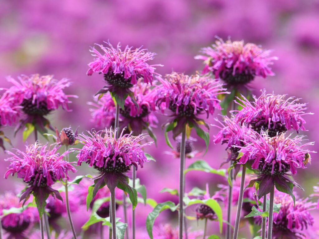 Bee Balms close up in a field