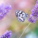 Lavender with a Butterfly in a field