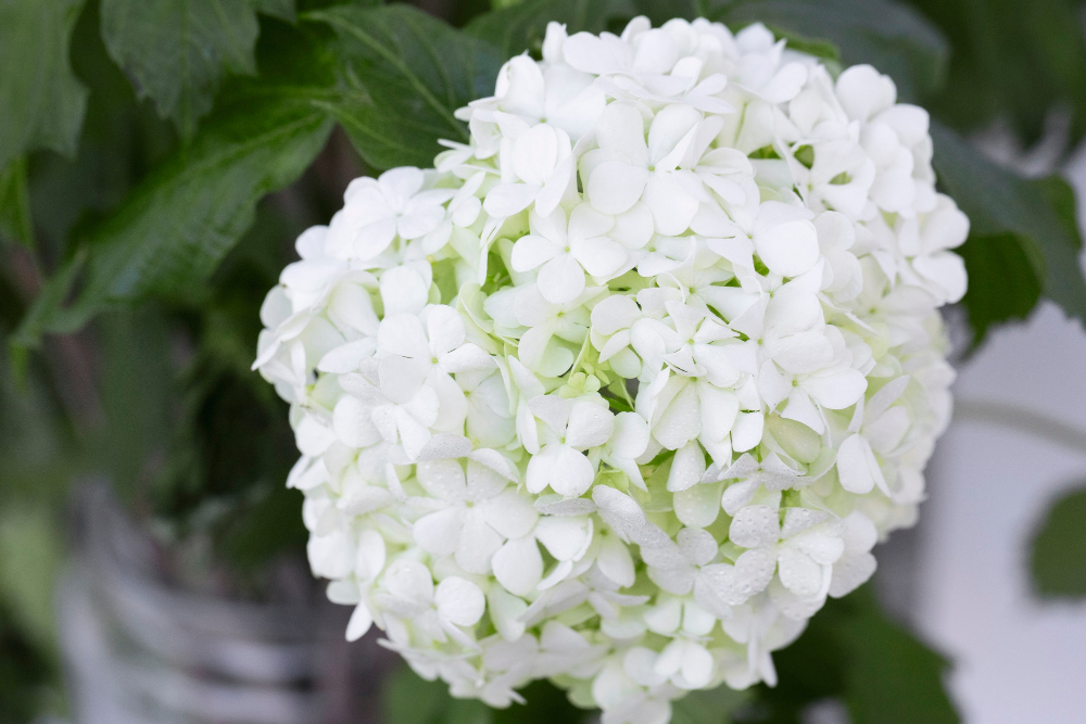 Facts About White Hydrangeas