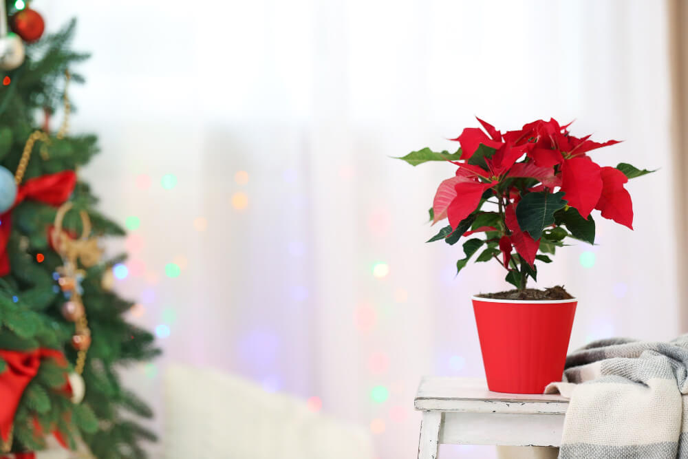 Poinsettia in a Red vase; best Christmas indoor plants