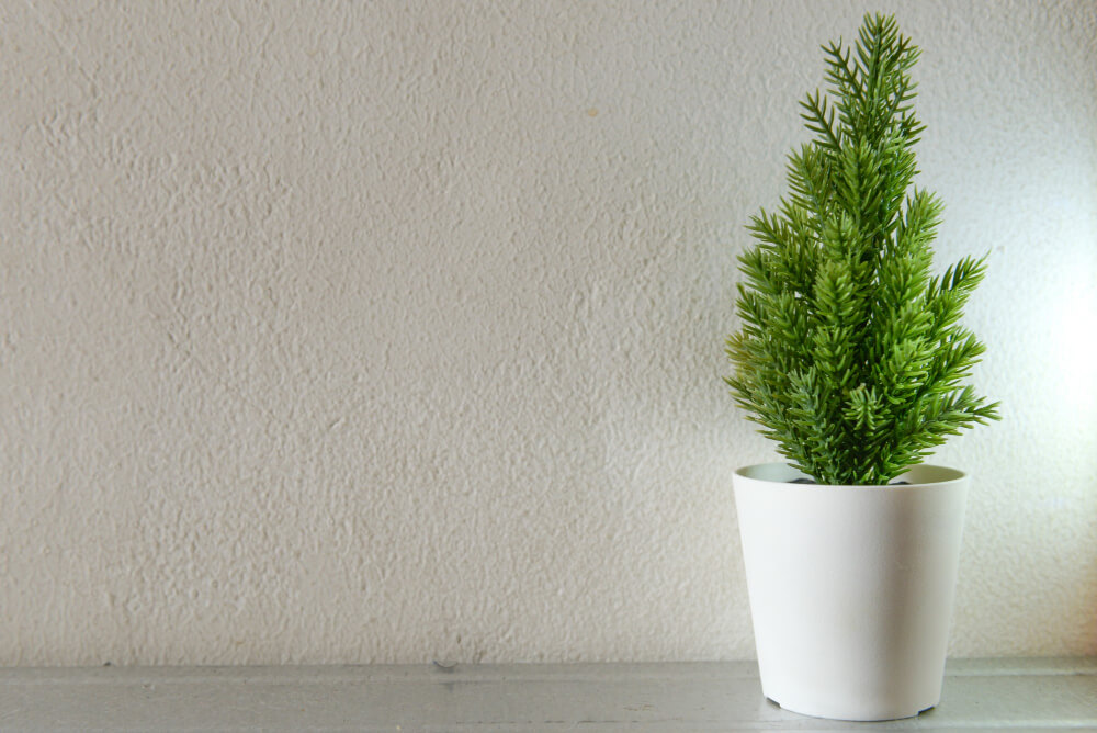 Northfolk Pine in pot becomes one of the Best Christmas Indoor Plants