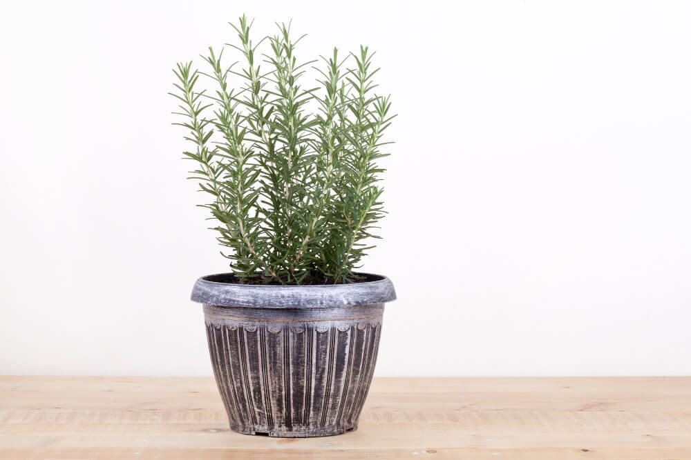 Rosemary herb in a black pot 